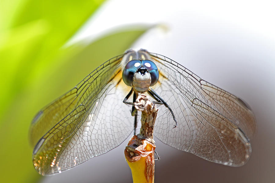 Smiling Dragonfly Macro Photograph by Peggy Collins