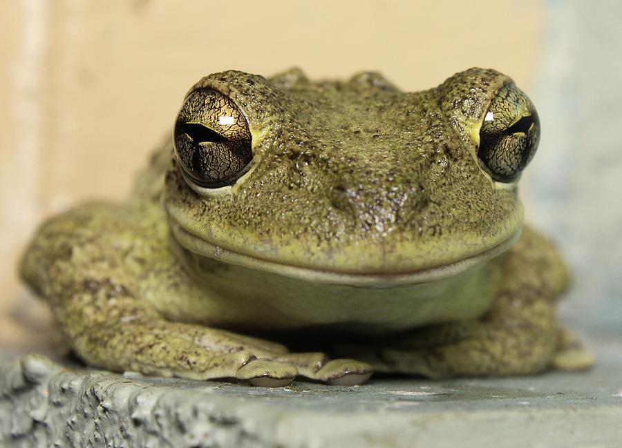 Smiling frog Photograph by Sandy Scott - Pixels