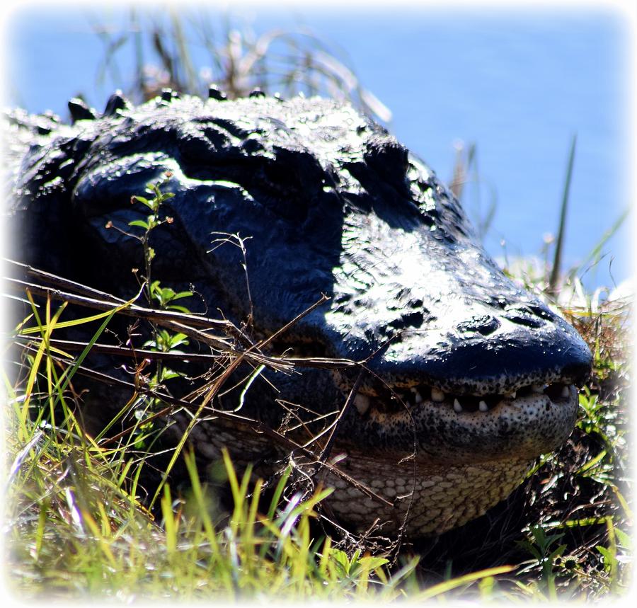 Smiling Gator 1 Photograph by Sheri McLeroy