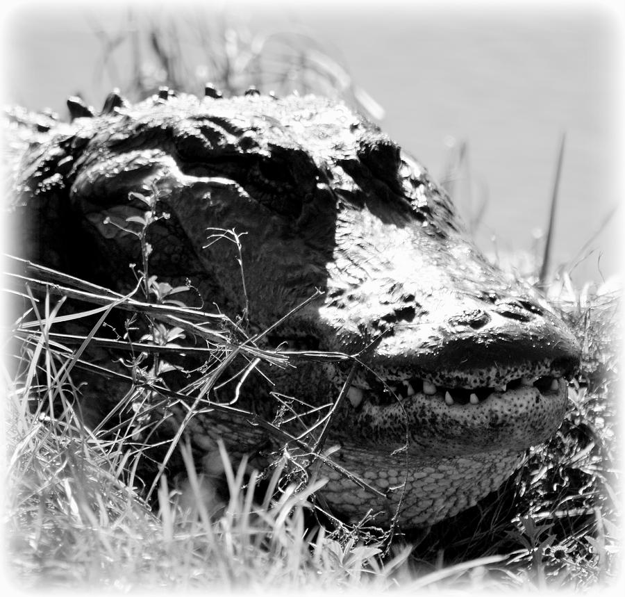 Smiling Gator BW Photograph by Sheri McLeroy
