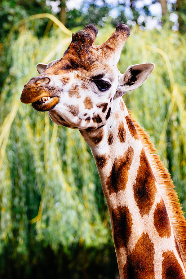 giraffe smiling with teeth