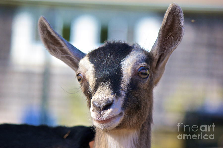 Smiling Goat Photograph by Amazing Jules