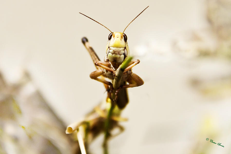 smiling Grasshopper Photograph by Christine Sponchia