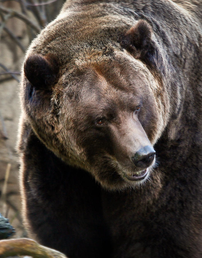 Smiling Grizzly Photograph by Athena Mckinzie