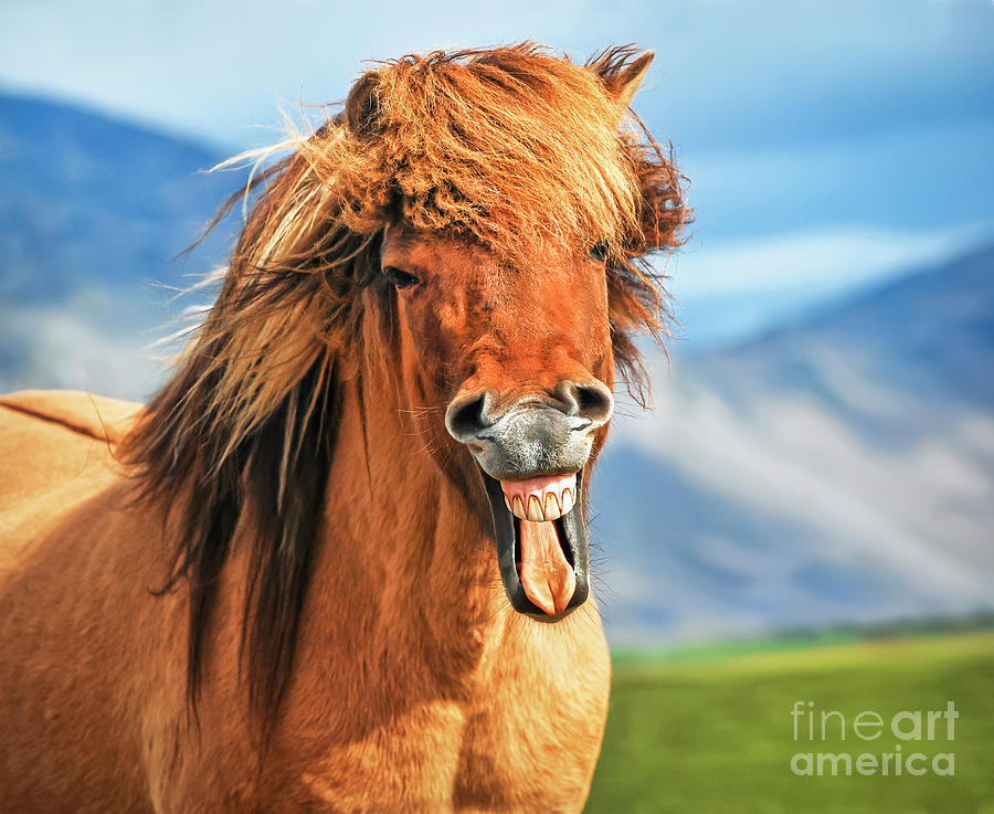 Smiling Icelandic horse Photograph by JR Photography
