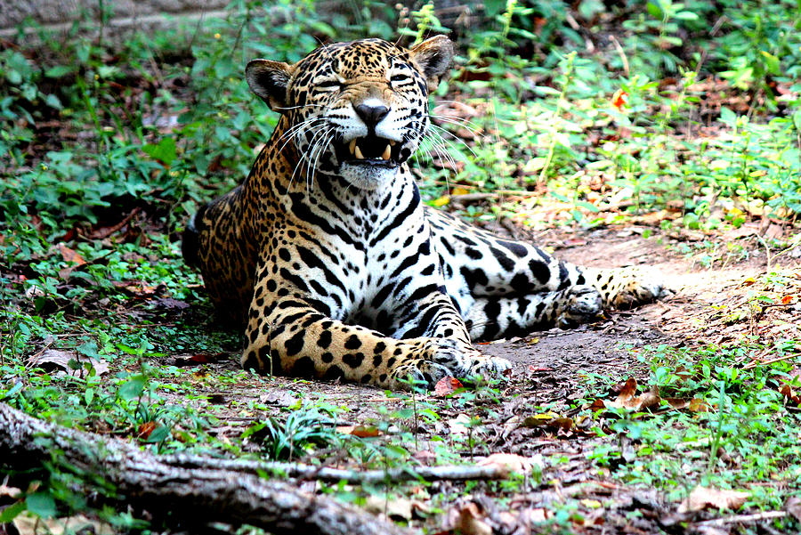 Smiling Jaguar Photograph by Kathy  White