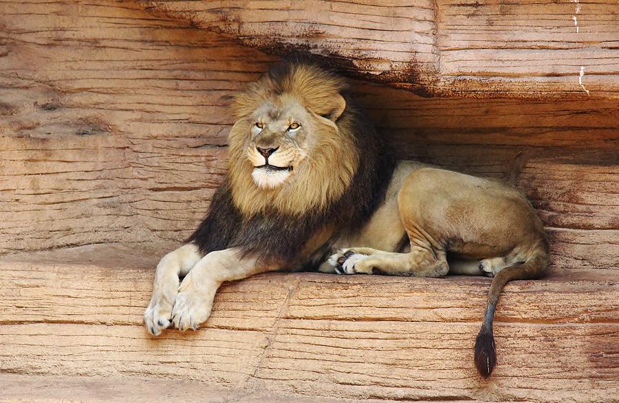 lion smiling