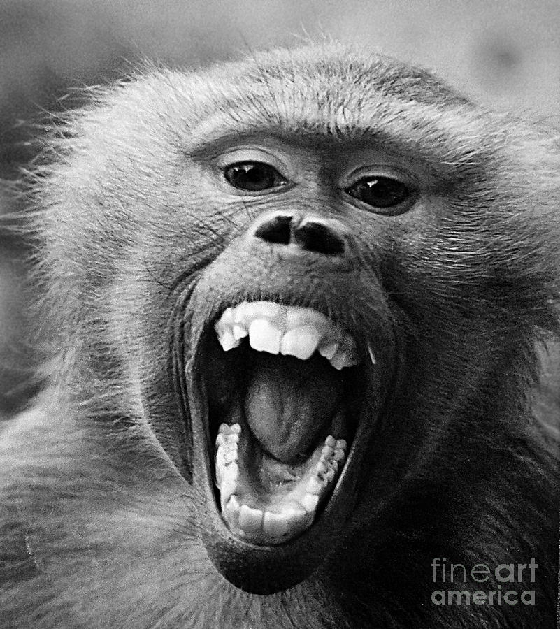 Smiling Monkey Photograph