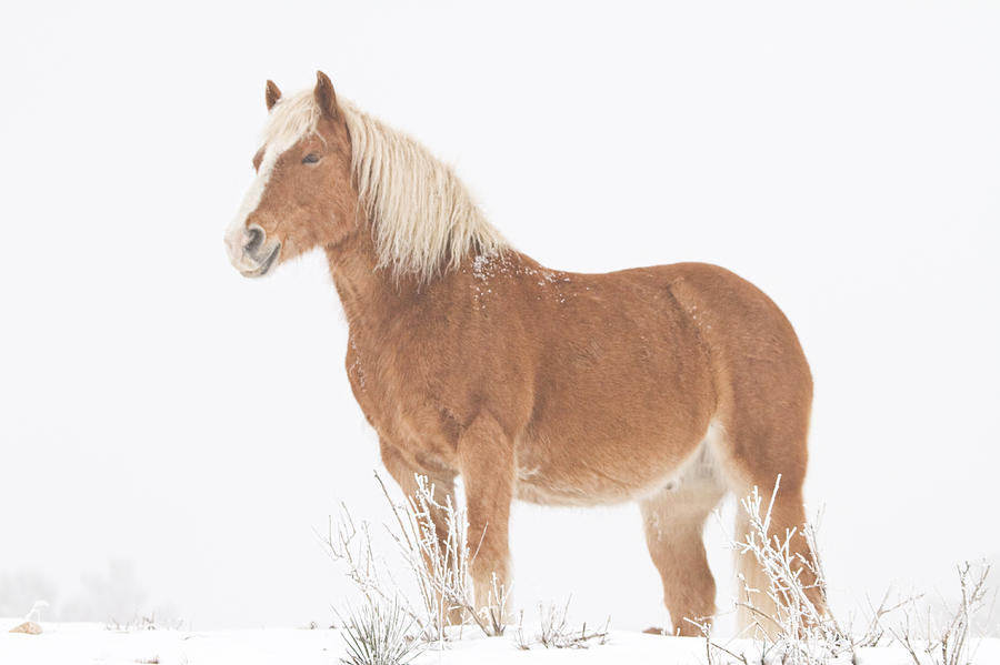 Smiling Palomino in the Snow Photograph by James BO Insogna