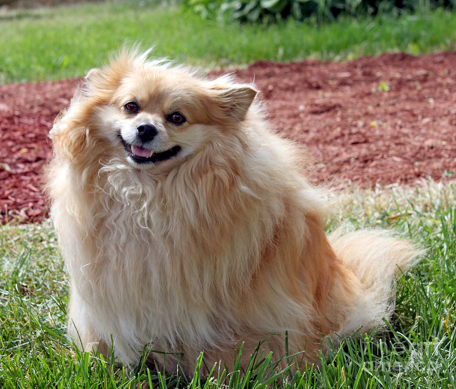 Animal Photograph - Smiling Pom by Debbie Hart