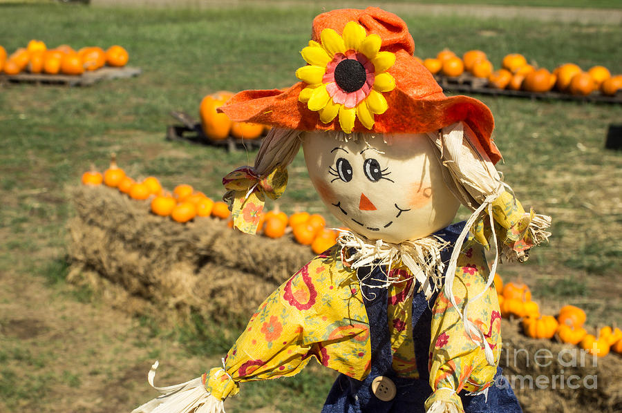 Shy scarecrow and pumpkins Photograph by Imagery by Charly