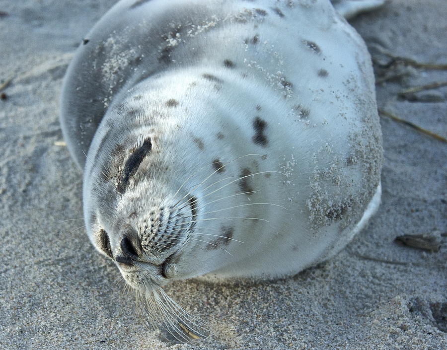 Smiling Seal Photograph by Amazing Jules
