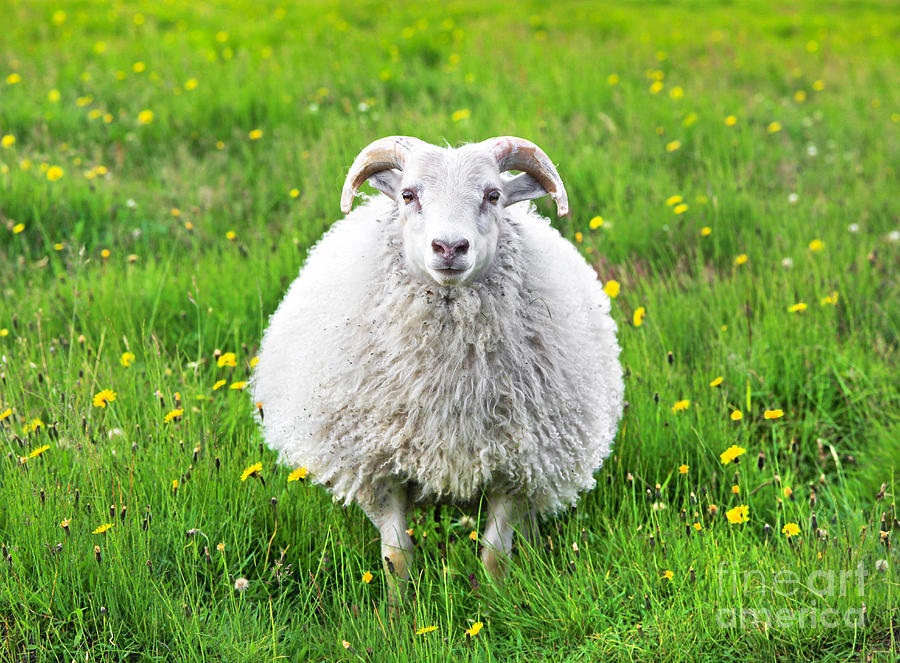 Smiling sheep Photograph by JR Photography