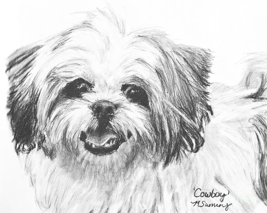 Smiling Shih Tzu Drawing by Kate Sumners