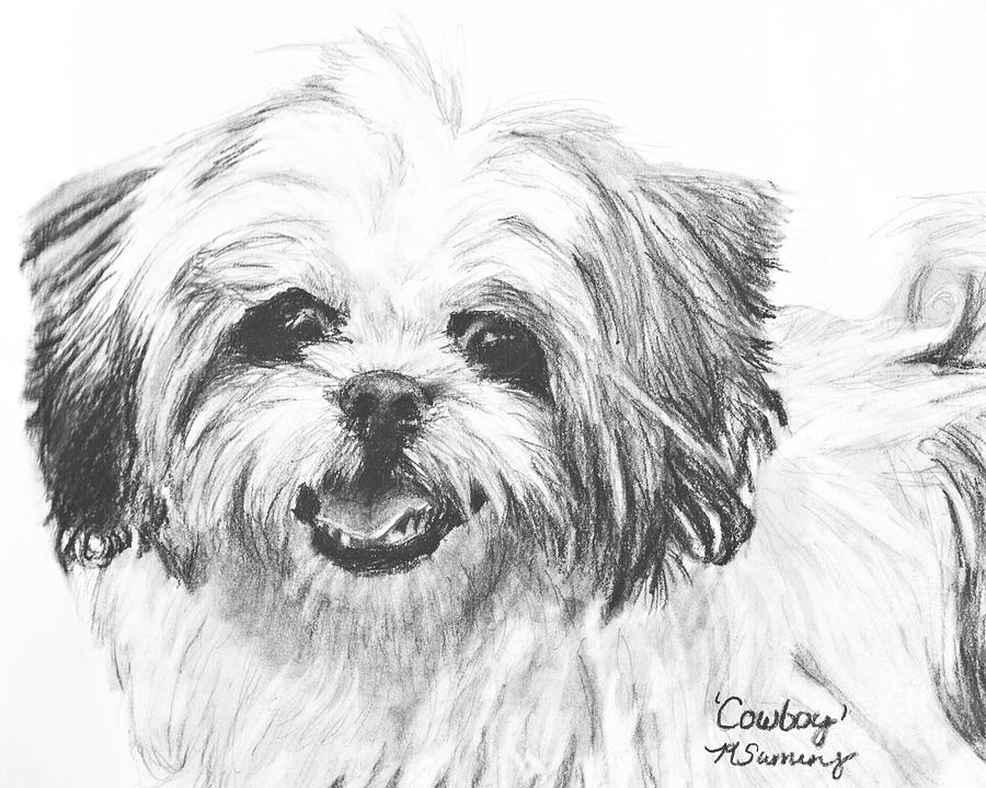 Smiling Shih Tzu Drawing by Kate Sumners Pixels