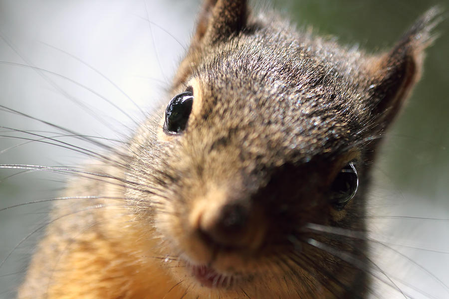 Smiling Squirrel Closeup Photograph by Peggy Collins