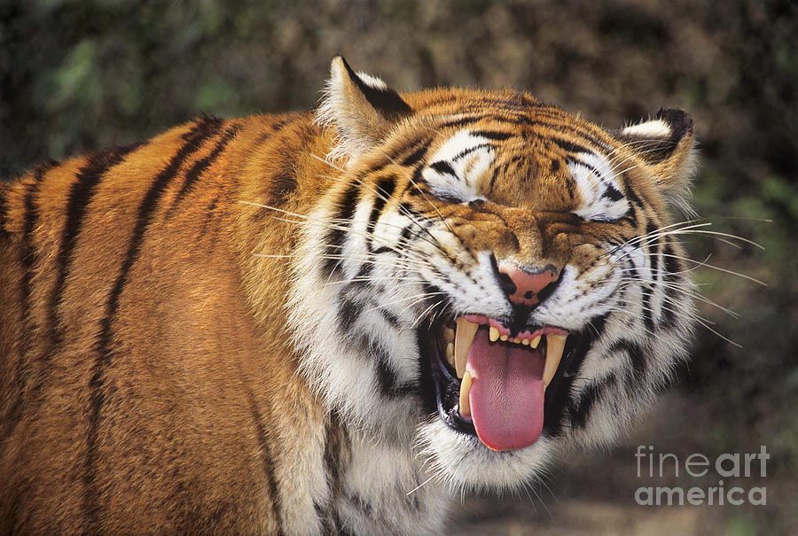 Smiling Tiger Endangered Species Wildlife Rescue Photograph by Dave Welling