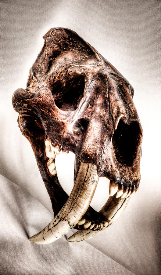 Smilodon Fatalis Saber Tooth Skull unframed Photograph by Weston Westmoreland