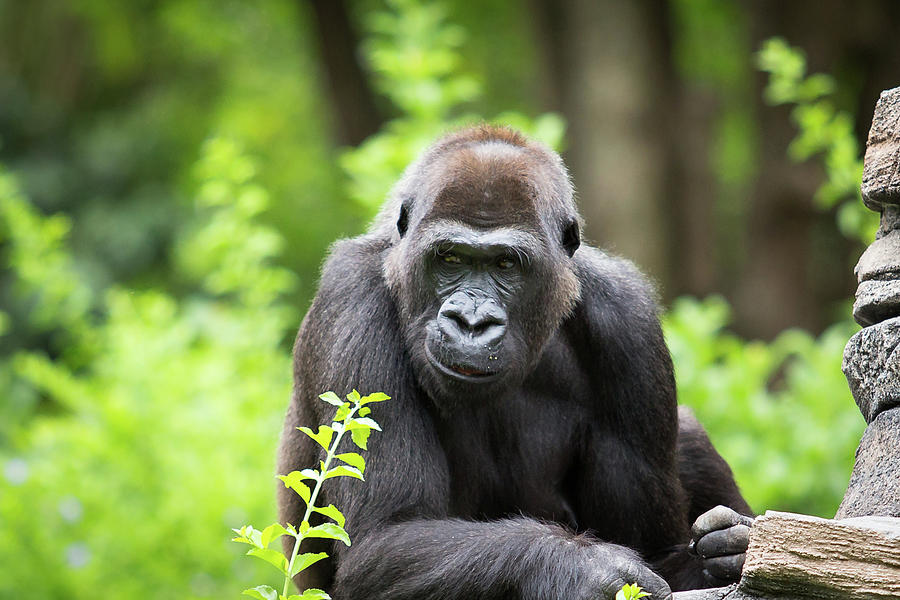 Smirk Gorilla Photograph by Photo By Mike Lanzetta