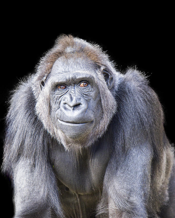 Smirking Gorilla Photograph by Dean Fikar