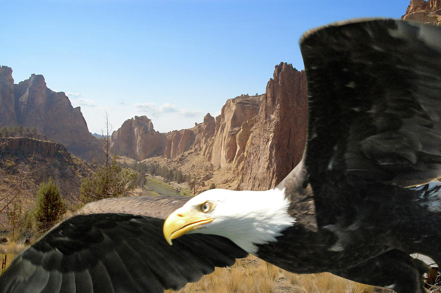 Smith Rocks Eagle Photograph by Arthur Fix