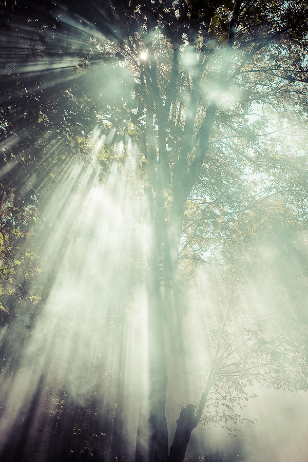 Tree Photograph - Smoke by Chris Bordeleau