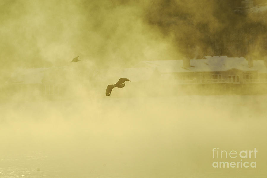 Bald Eagle Photograph - Smoke on the Water by Robert Smice