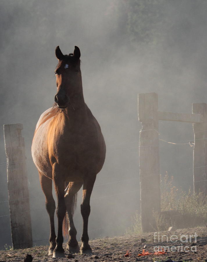 Horse Photograph - Smoke by Rod Giffels
