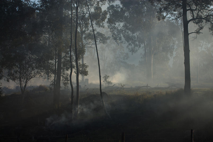 Smoke Threw The Trees Photograph by Michael  Podesta 