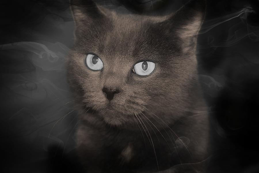 douglas smokey gray cat