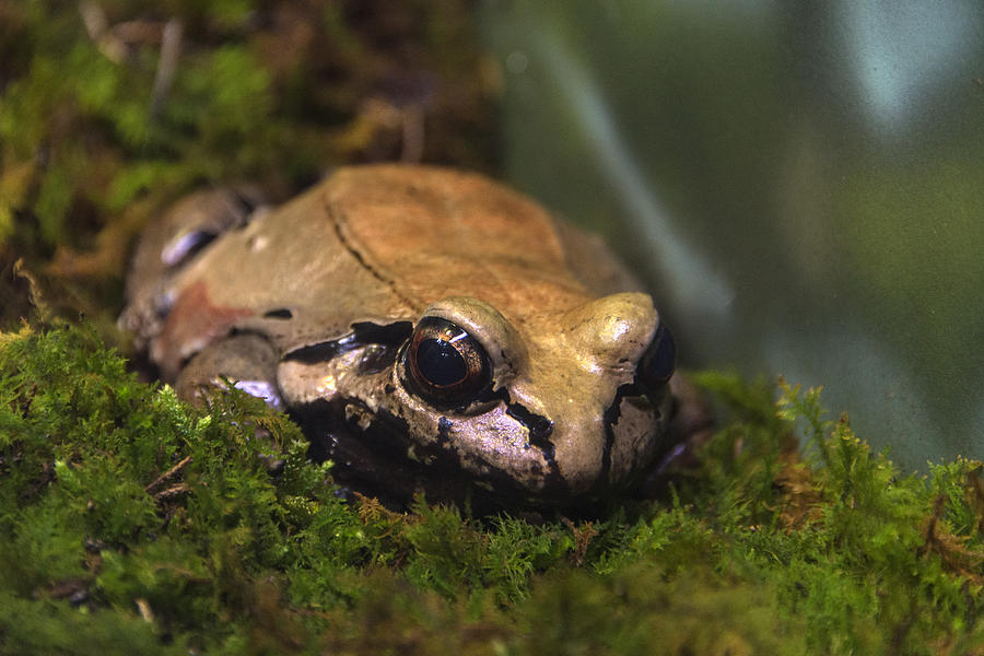 Smokey Jungle Frog Photograph by Mark Newman - Pixels