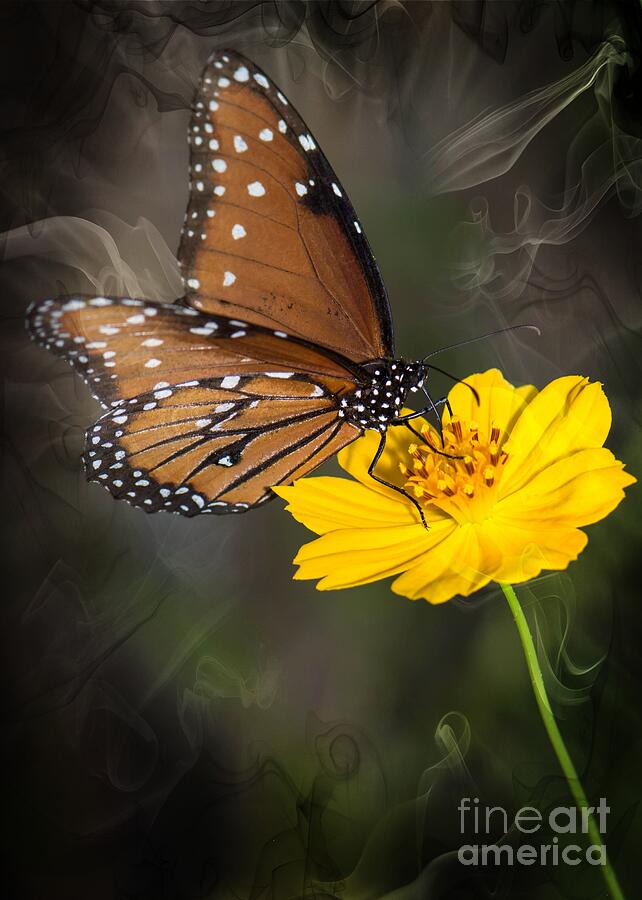 Smoking Beauty Butterfly Photograph by Michael Moriarty Smoking Beauty Butterfly Photograph by Michael Moriarty