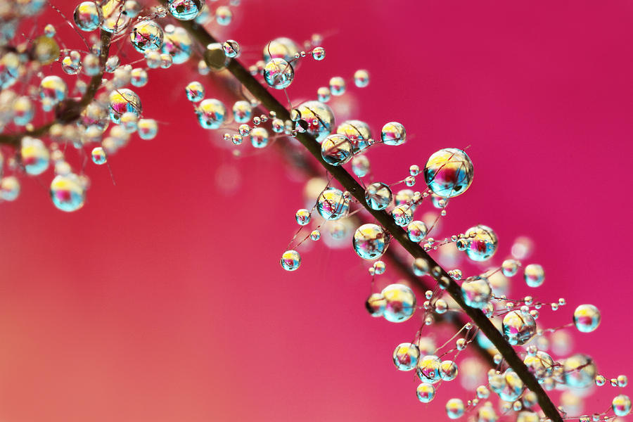 Smoking Pink Drops II Photograph by Sharon Johnstone
