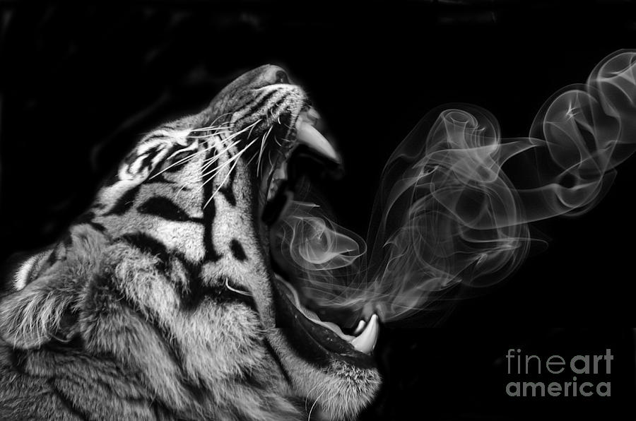 Black And White Photograph - Smoking Tiger by Darren Wilkes