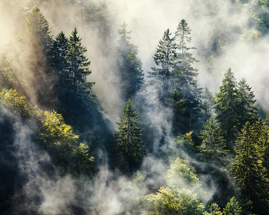 Smoky forest Photograph by Photo by Steffen Egly