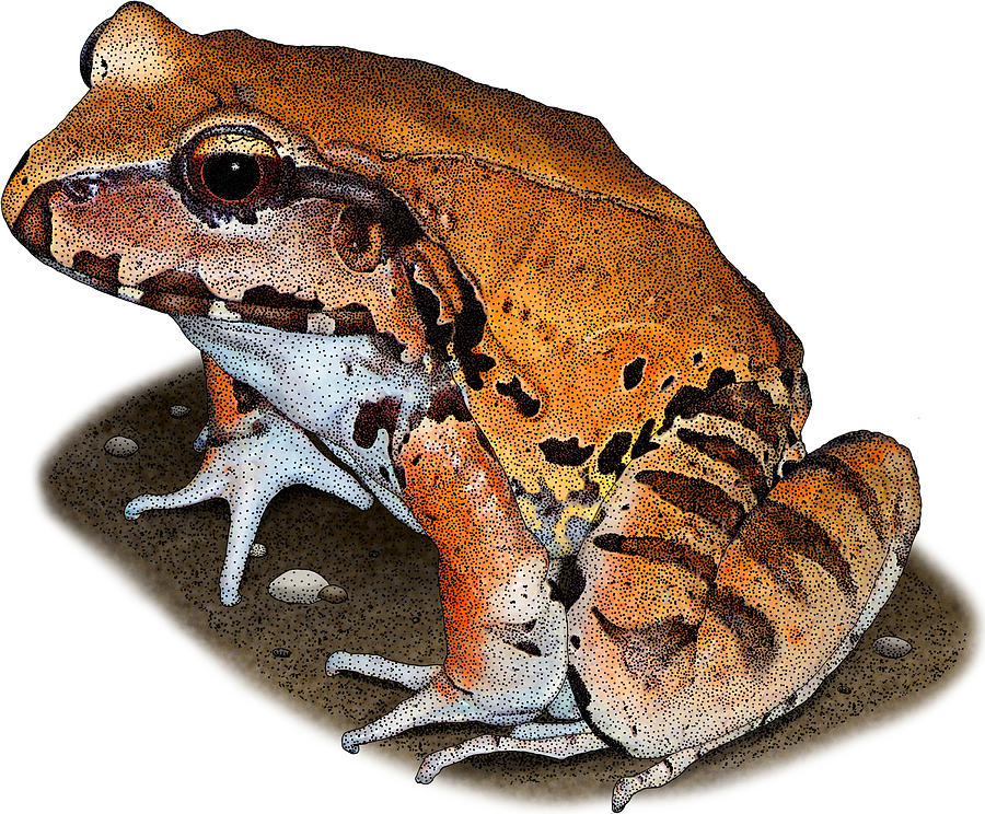 Smoky Jungle Frog, Illustration Photograph by Roger Hall