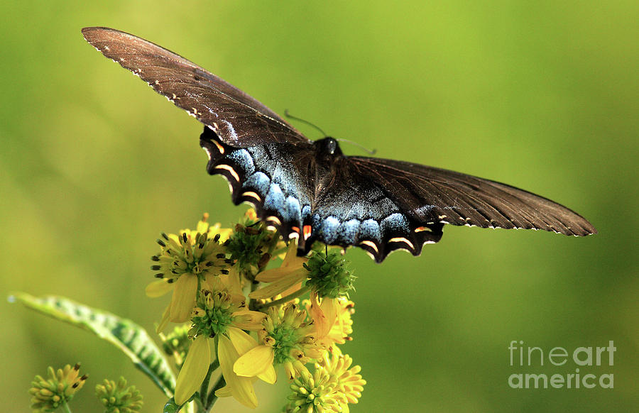 Butterfly Photograph - Smoky Mountain Color by Douglas Stucky