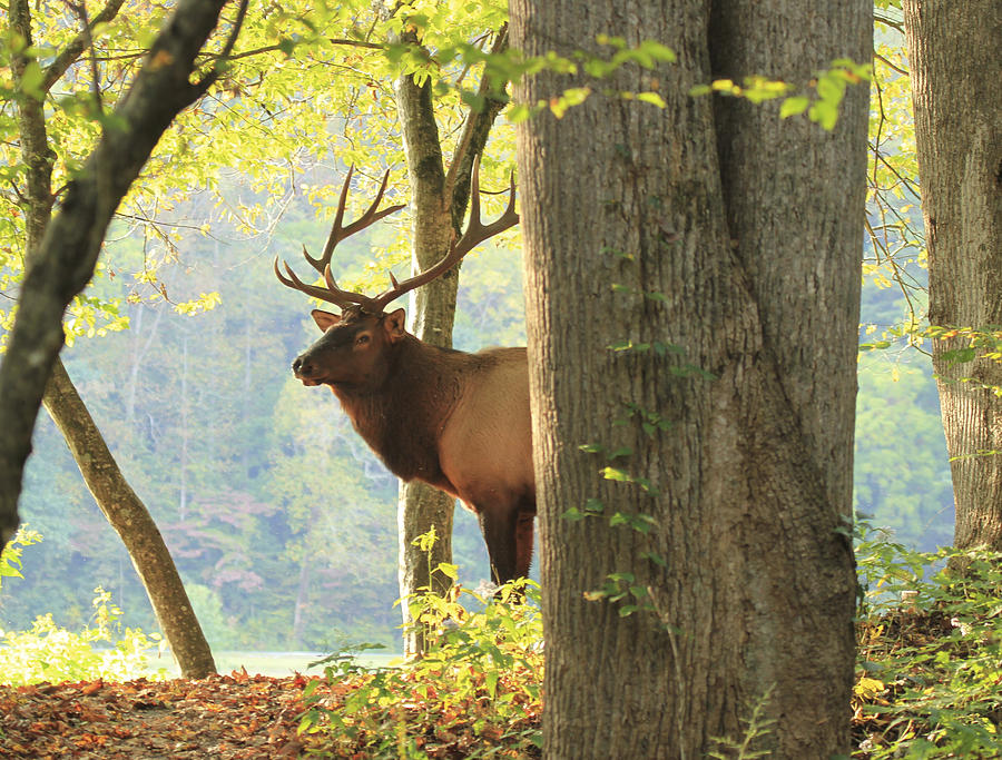 Smoky Mountain Elk Photograph by Doug McPherson
