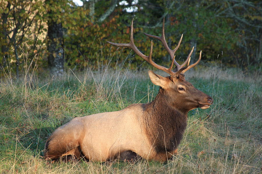 Smoky Mountain Elk Photograph