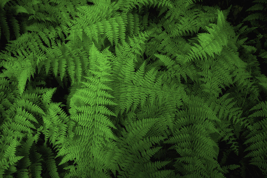 Smoky Mountain Ferns Photograph by Joel Corley - Fine Art America