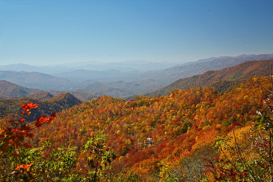 Smoky Mountain Foliage Photograph by Jean Clark