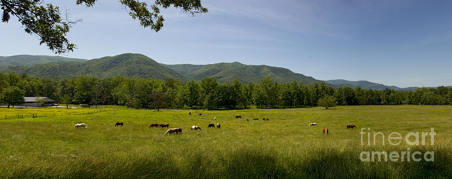 Smoky Mountain Horses - Panorama Photograph by J L Woody Wooden
