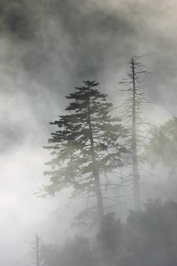 Smoky Mountain Mist Photograph by Nunweiler Photography