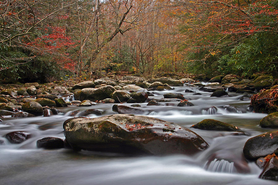 Tree Photograph - Smoky Mountain Stream by Dave Ross