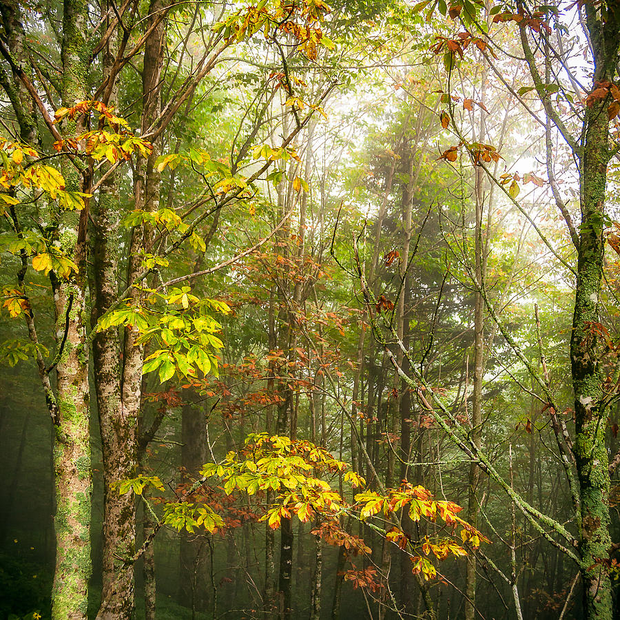 Smoky Mountain Trees Photograph by Brooks Fine Art America