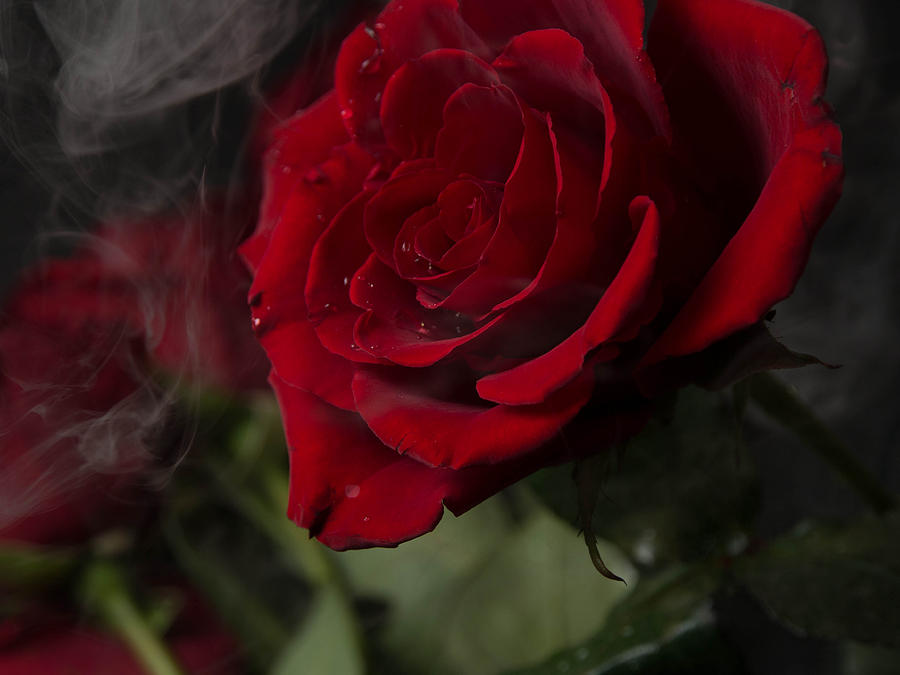 Smoky Rose Photograph By Jeff Andros - Fine Art America