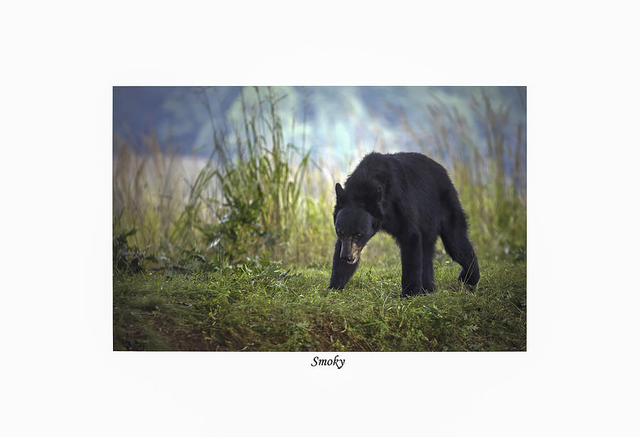 Smoky Photograph By Terry Spencer - Fine Art America