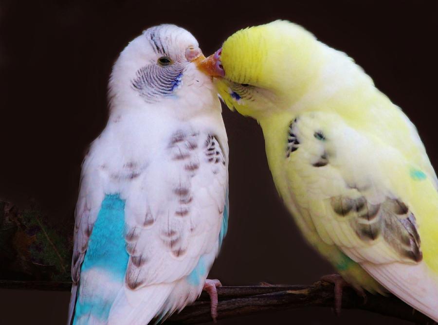 Parakeet Photograph - Smooches by Paulette Thomas