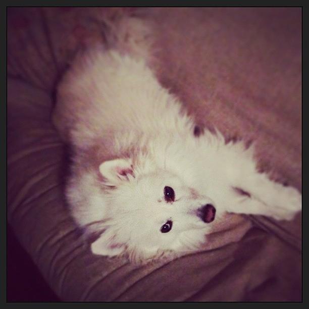 Dog Photograph - Smooshed On The Couch! #americaneskimo by Jan Pan