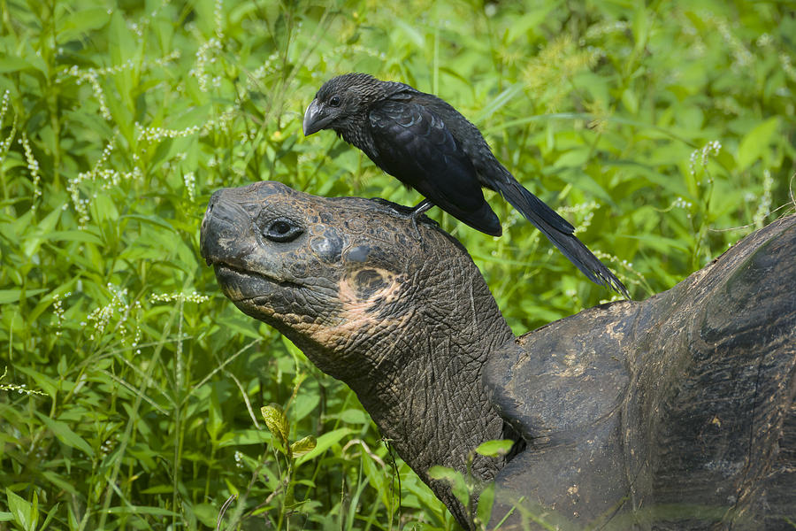 Smooth-billed Ani & Giant Tortoise Photograph by John Shaw
